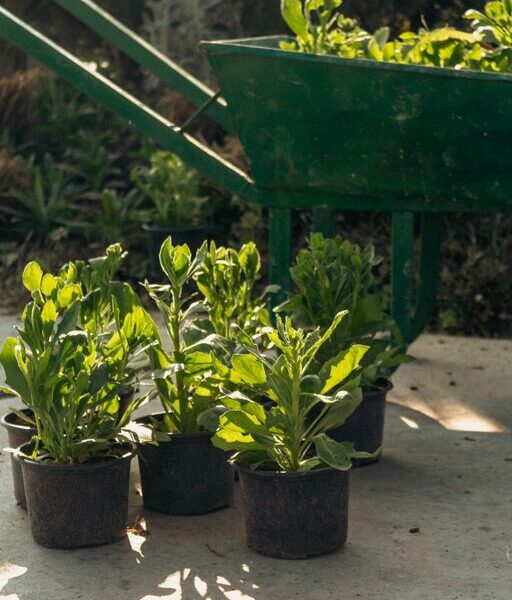 Tips for Creating a Sustainable Home Garden on a Budget